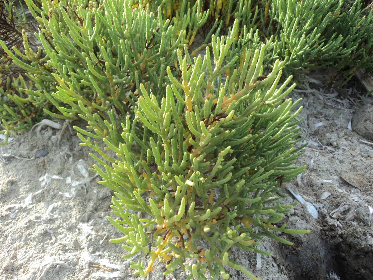 Salicornia brachiata Roxb.